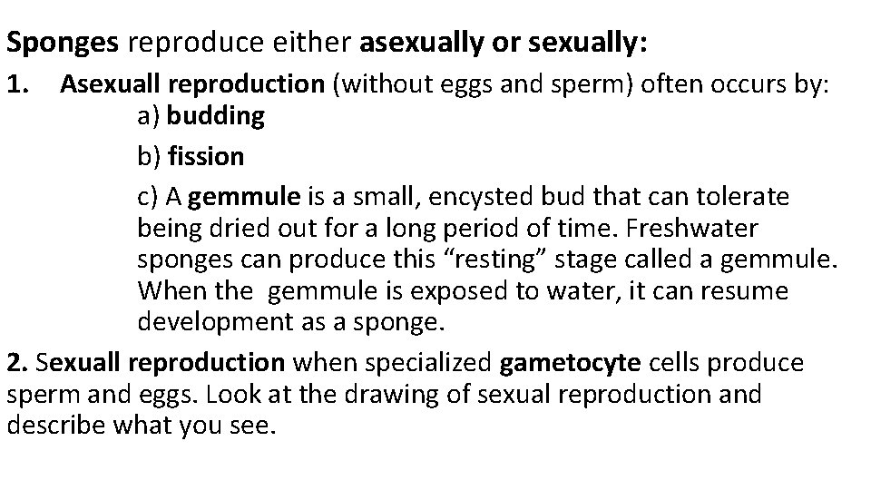 Sponges reproduce either asexually or sexually: 1. Asexuall reproduction (without eggs and sperm) often