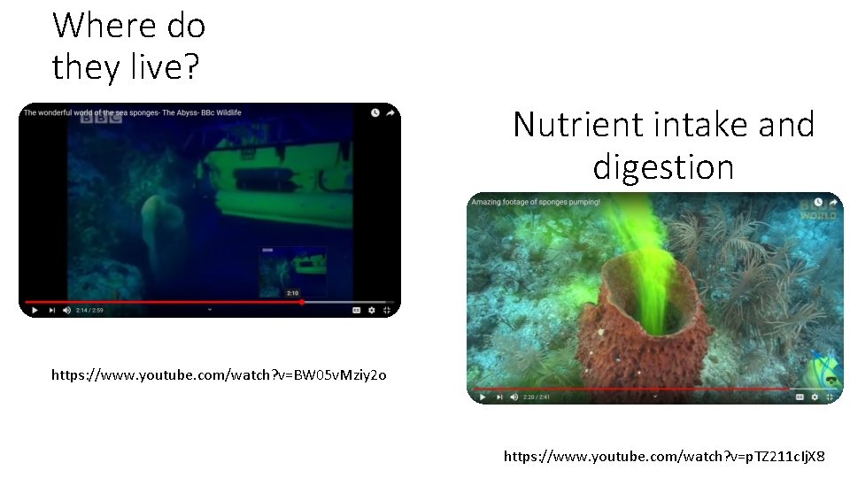 Where do they live? Nutrient intake and digestion https: //www. youtube. com/watch? v=BW 05