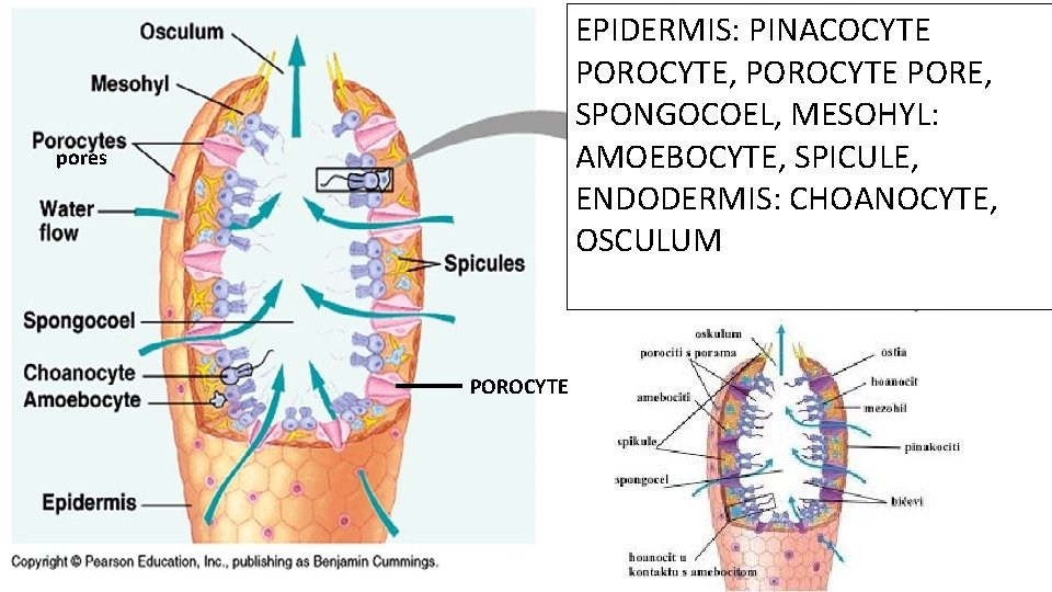 EPIDERMIS: PINACOCYTE POROCYTE, POROCYTE PORE, SPONGOCOEL, MESOHYL: AMOEBOCYTE, SPICULE, ENDODERMIS: CHOANOCYTE, OSCULUM pores POROCYTE