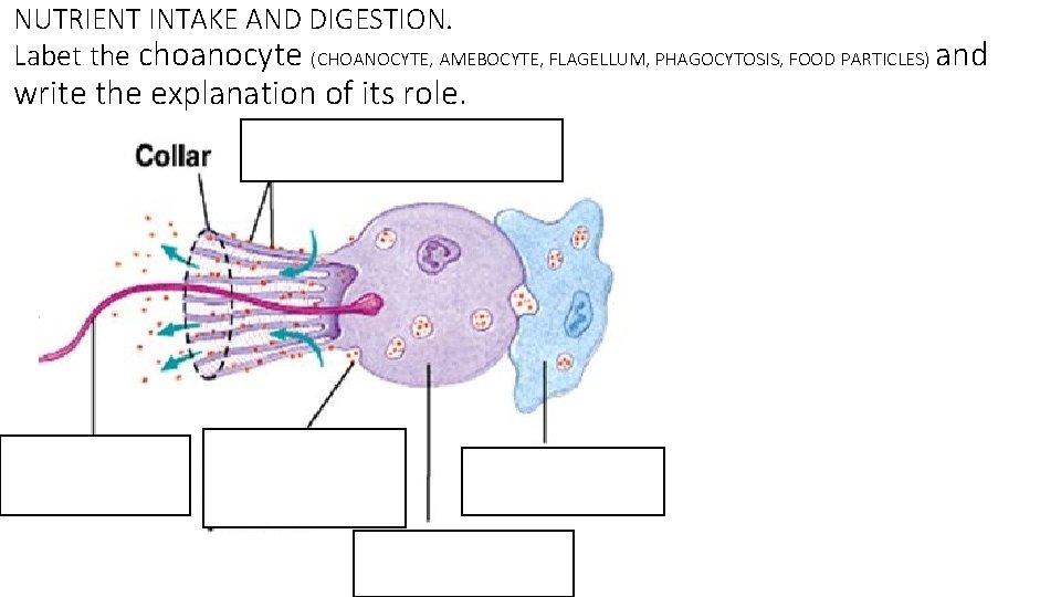 NUTRIENT INTAKE AND DIGESTION. Labet the choanocyte (CHOANOCYTE, AMEBOCYTE, FLAGELLUM, PHAGOCYTOSIS, FOOD PARTICLES) and