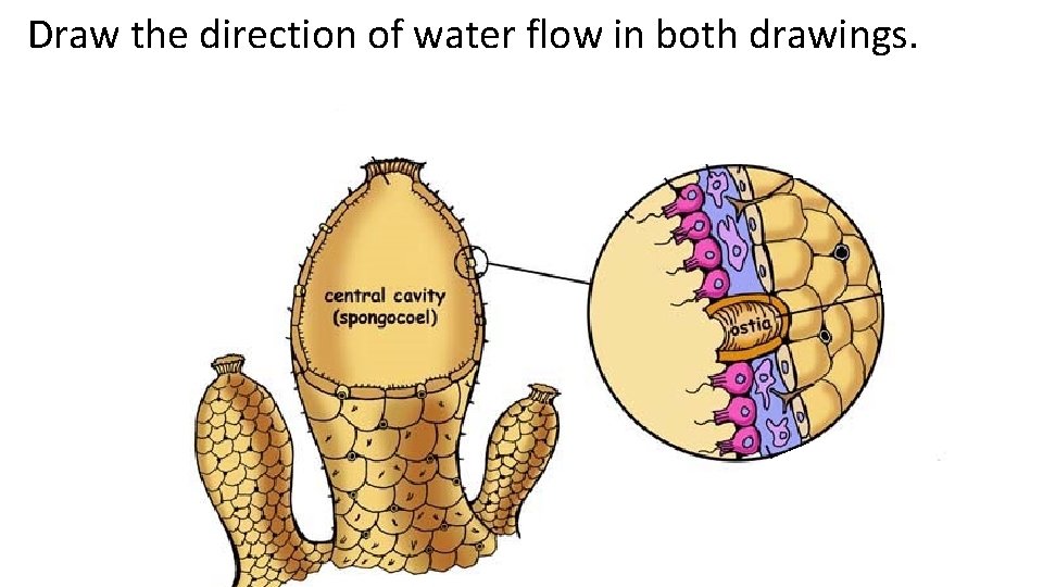 Draw the direction of water flow in both drawings. 