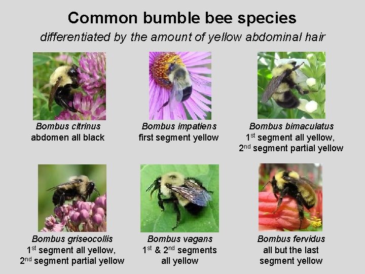 Common bumble bee species differentiated by the amount of yellow abdominal hair Bombus citrinus