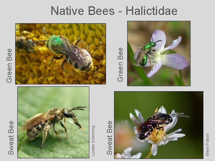 Sheryl Pollock Sweat Bee Lynette Schimming Sweat Bee Green Bee Native Bees - Halictidae