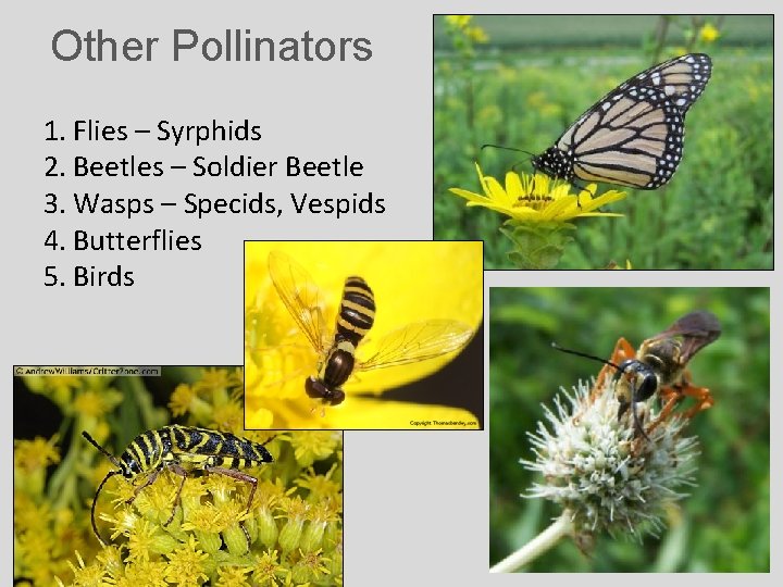 Other Pollinators 1. Flies – Syrphids 2. Beetles – Soldier Beetle 3. Wasps –