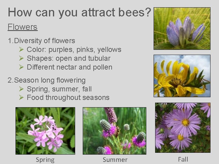 How can you attract bees? Flowers 1. Diversity of flowers Ø Color: purples, pinks,