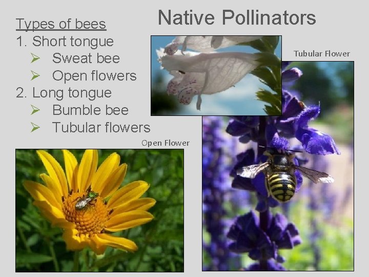 Types of bees 1. Short tongue Ø Sweat bee Ø Open flowers 2. Long