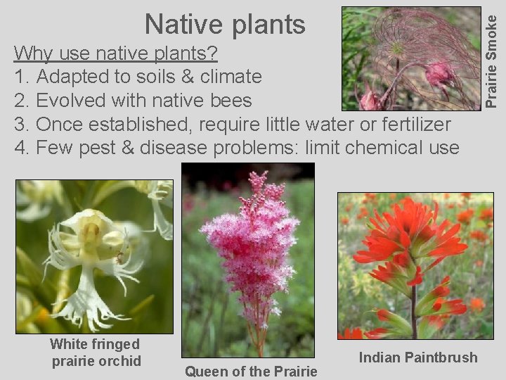 Why use native plants? 1. Adapted to soils & climate 2. Evolved with native