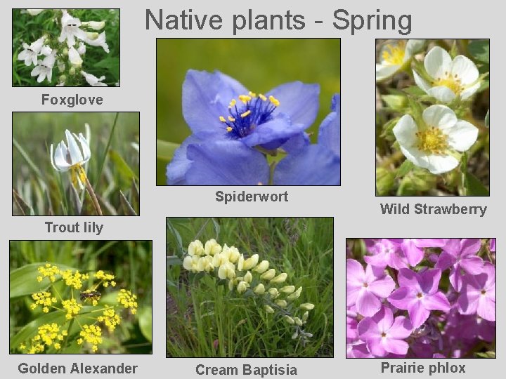 Native plants - Spring Foxglove Spiderwort Wild Strawberry Trout lily Golden Alexander Cream Baptisia