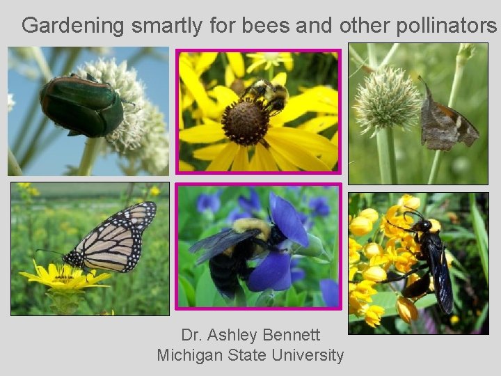 Gardening smartly for bees and other pollinators Dr. Ashley Bennett Michigan State University 