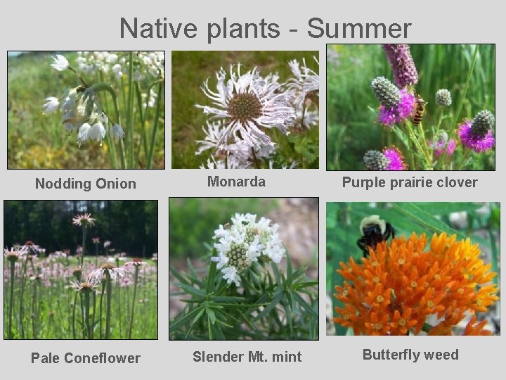 Native plants - Summer Nodding Onion Pale Coneflower Monarda Slender Mt. mint Purple prairie