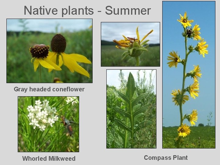 Native plants - Summer Gray headed coneflower Whorled Milkweed Compass Plant 
