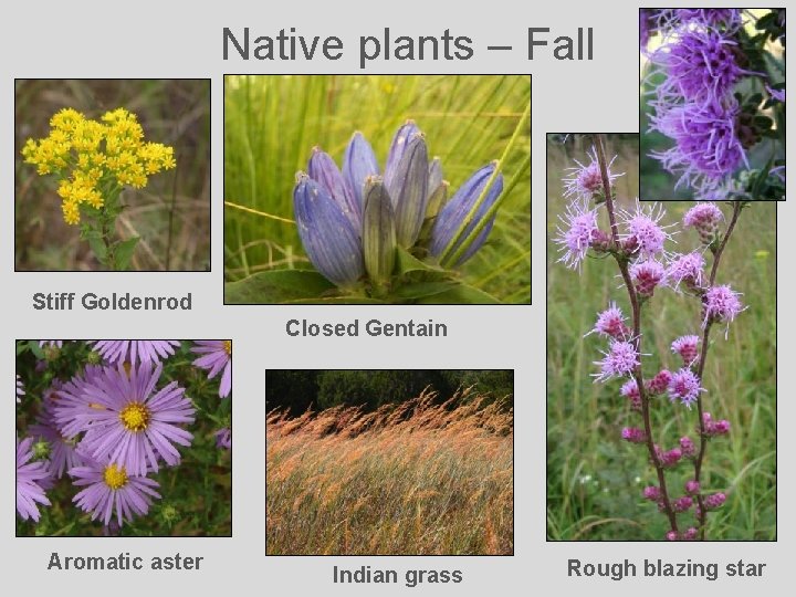 Native plants – Fall Stiff Goldenrod Closed Gentain Aromatic aster Indian grass Rough blazing