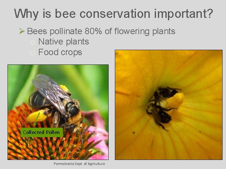 Why is bee conservation important? Ø Bees pollinate 80% of flowering plants o Native