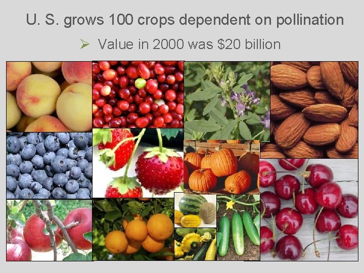 U. S. grows 100 crops dependent on pollination Ø Value in 2000 was $20
