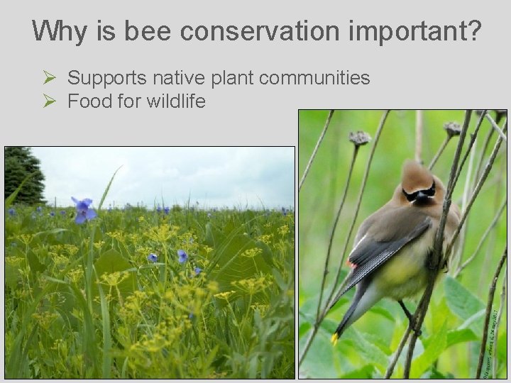 Why is bee conservation important? Ø Supports native plant communities Ø Food for wildlife