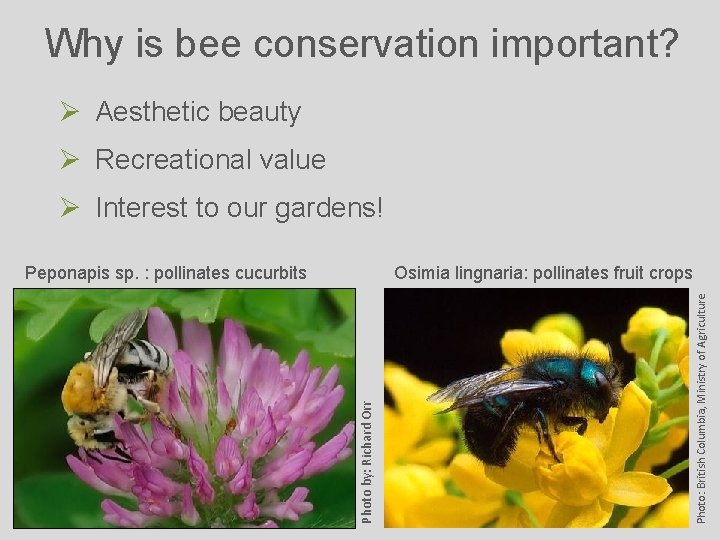 Why is bee conservation important? Ø Aesthetic beauty Ø Recreational value Ø Interest to