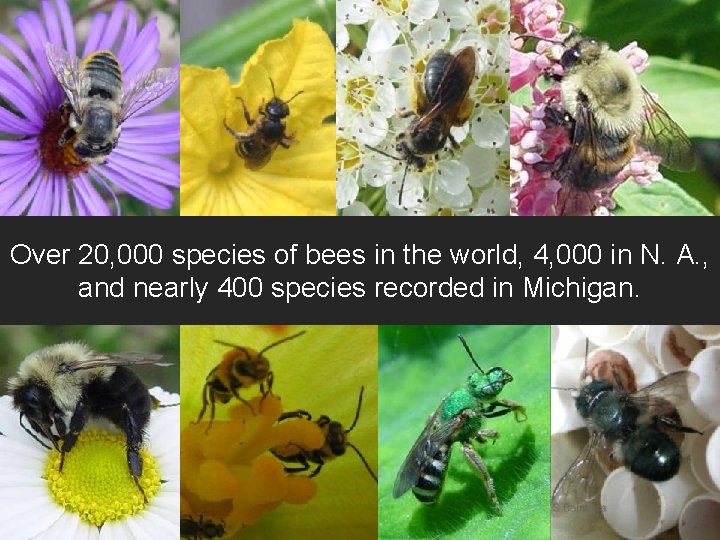 Over 20, 000 species of bees in the world, 4, 000 in N. A.