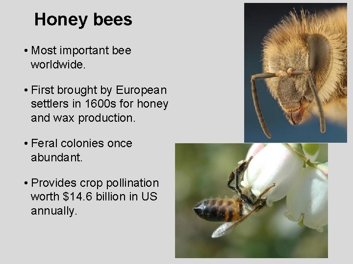 Honey bees • Most important bee worldwide. • First brought by European settlers in