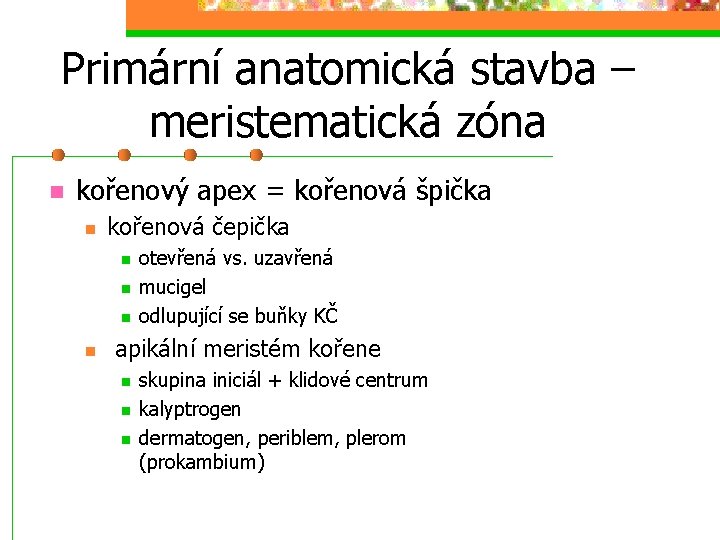Primární anatomická stavba – meristematická zóna kořenový apex = kořenová špička kořenová čepička otevřená