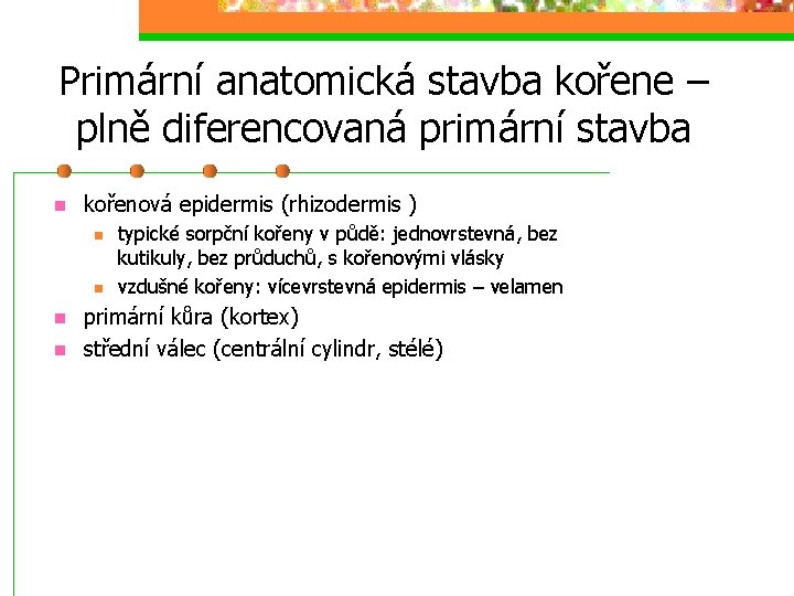 Primární anatomická stavba kořene – plně diferencovaná primární stavba kořenová epidermis (rhizodermis ) typické