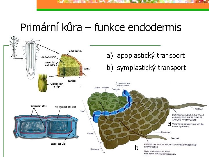 Primární kůra – funkce endodermis a) apoplastický transport b) symplastický transport a b 