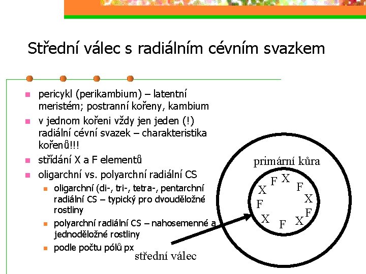 Střední válec s radiálním cévním svazkem pericykl (perikambium) – latentní meristém; postranní kořeny, kambium