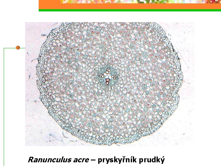 Ranunculus acre – pryskyřník prudký 