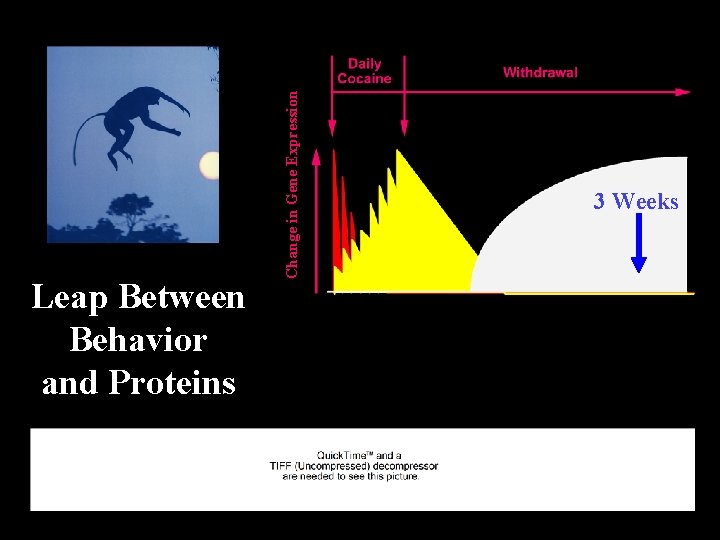 Change in Gene Expression Leap Between Behavior and Proteins 3 Weeks 