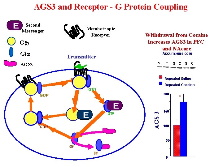 AGS 3 and Receptor - G Protein Coupling Second Messenger Metabotropic Receptor Gbg Gia