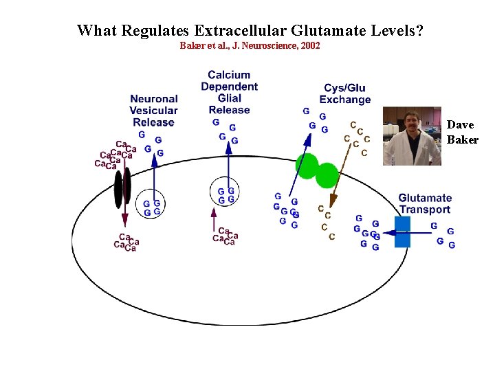 What Regulates Extracellular Glutamate Levels? Baker et al. , J. Neuroscience, 2002 Dave Baker