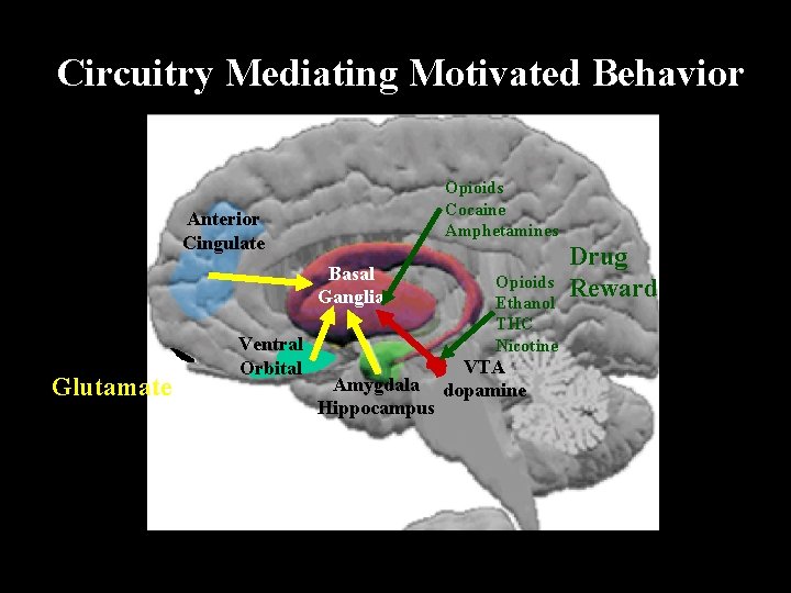 Circuitry Mediating Motivated Behavior Opioids Cocaine Amphetamines Anterior Cingulate Basal Ganglia Glutamate Ventral Orbital