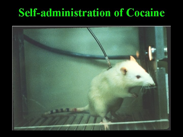 Self-administration of Cocaine 