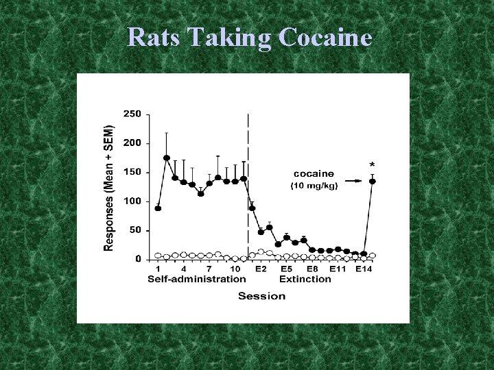 Rats Taking Cocaine 