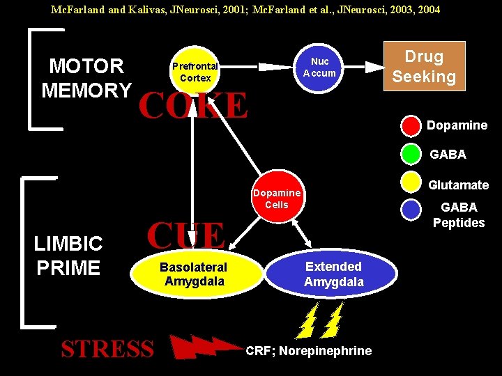 Mc. Farland Kalivas, JNeurosci, 2001; Mc. Farland et al. , JNeurosci, 2003, 2004 MOTOR