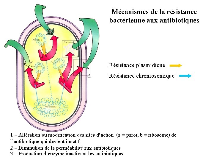 Mécanismes de la résistance bactérienne aux antibiotiques Résistance plasmidique Résistance chromosomique 1 – Altération