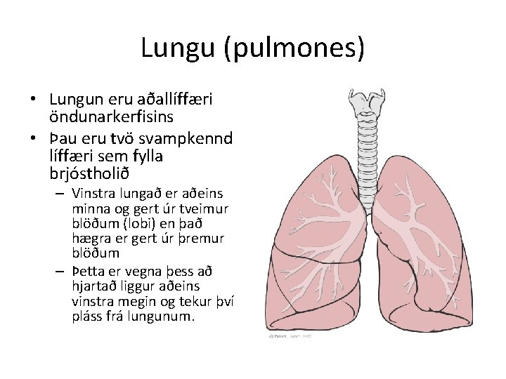 Lungu (pulmones) • Lungun eru aðallíffæri öndunarkerfisins • Þau eru tvö svampkennd líffæri sem
