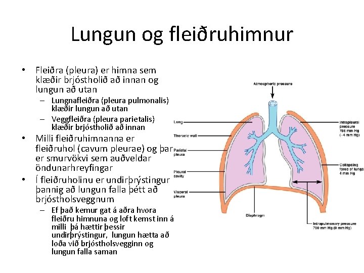 Lungun og fleiðruhimnur • Fleiðra (pleura) er himna sem klæðir brjóstholið að innan og