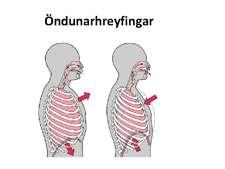 Öndunarhreyfingar 