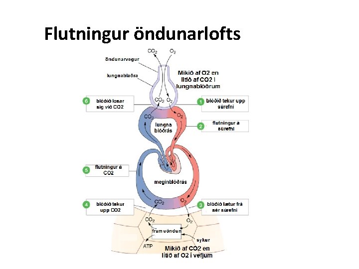 Flutningur öndunarlofts 