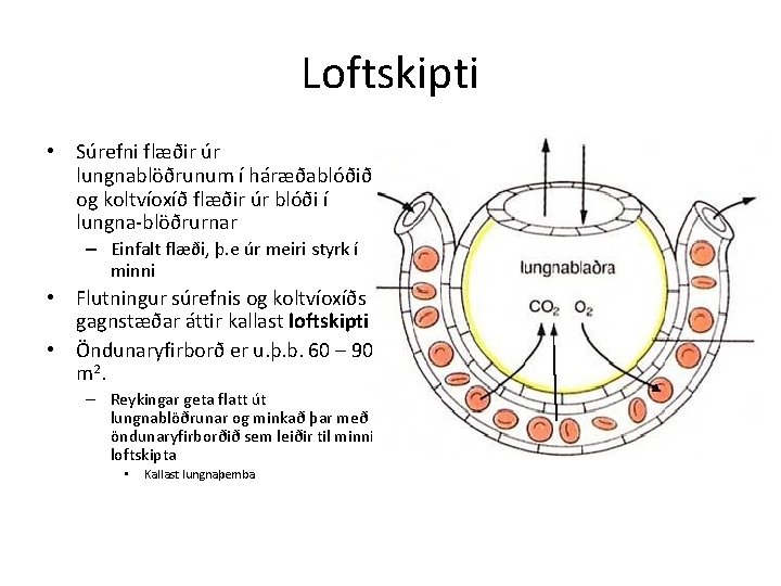 Loftskipti • Súrefni flæðir úr lungnablöðrunum í háræðablóðið og koltvíoxíð flæðir úr blóði í