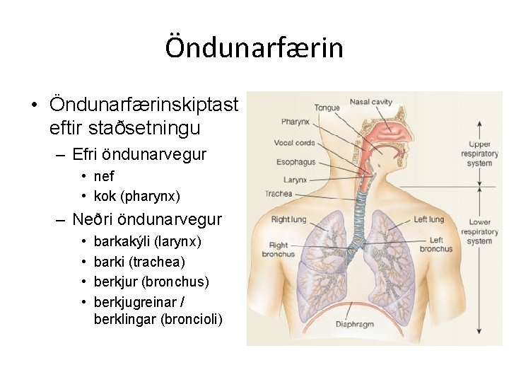 Öndunarfærin • Öndunarfærinskiptast eftir staðsetningu – Efri öndunarvegur • nef • kok (pharynx) –