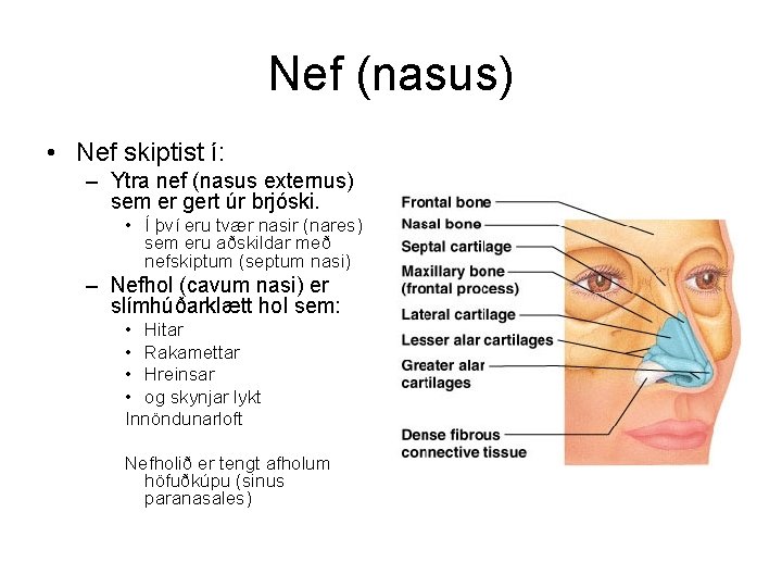 Nef (nasus) • Nef skiptist í: – Ytra nef (nasus externus) sem er gert