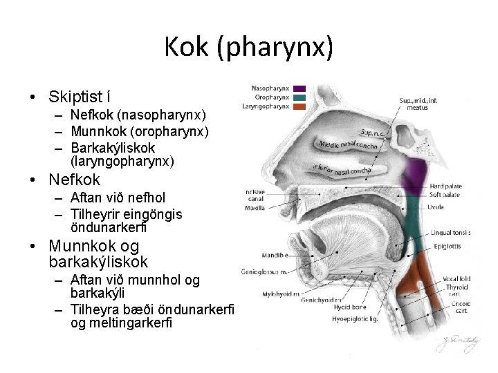 Kok (pharynx) • Skiptist í – Nefkok (nasopharynx) – Munnkok (oropharynx) – Barkakýliskok (laryngopharynx)