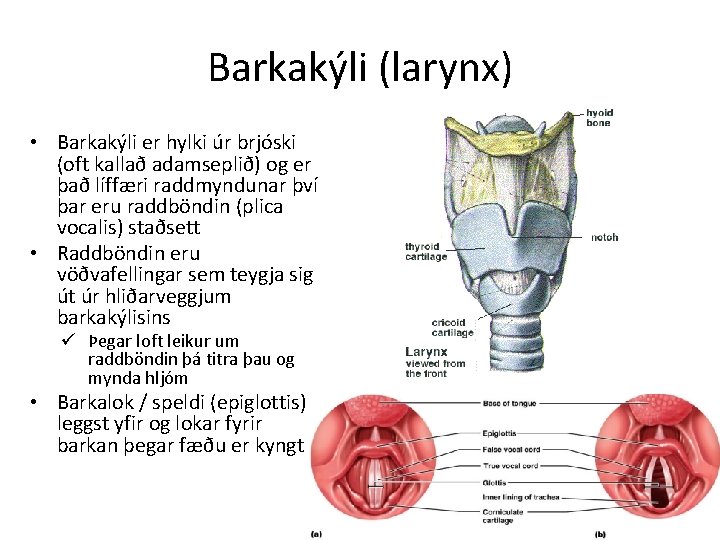 Barkakýli (larynx) • Barkakýli er hylki úr brjóski (oft kallað adamseplið) og er það
