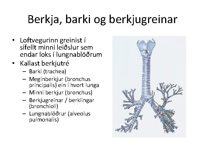 Berkja, barki og berkjugreinar • Loftvegurinn greinist í sífellt minni leiðslur sem endar loks