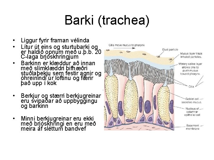Barki (trachea) • Liggur fyrir framan vélinda • Lítur út eins og sturtubarki og