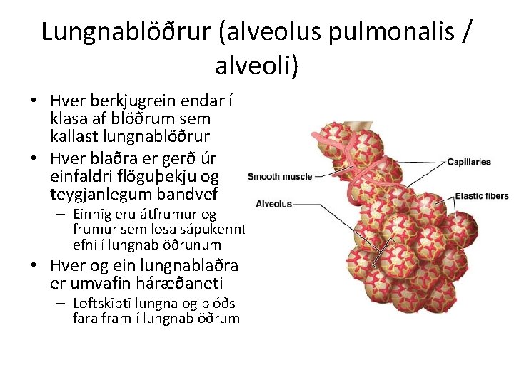 Lungnablöðrur (alveolus pulmonalis / alveoli) • Hver berkjugrein endar í klasa af blöðrum sem