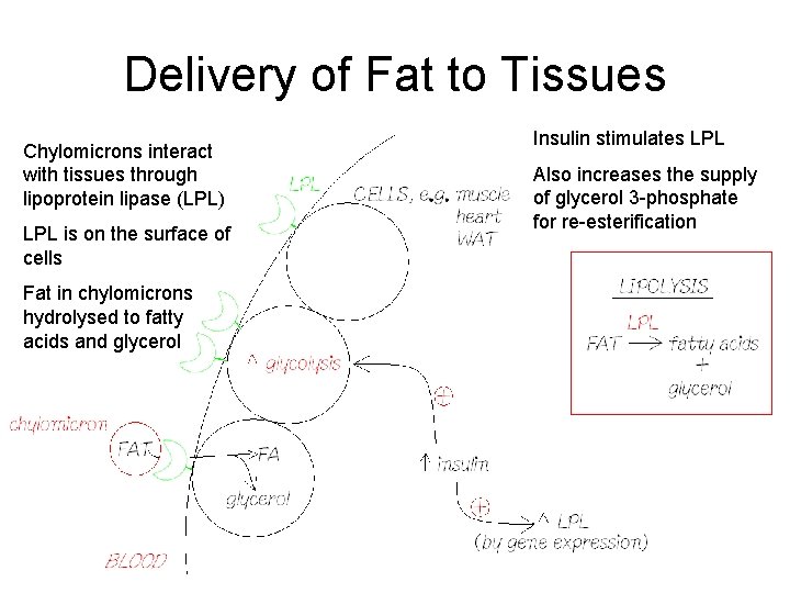 Delivery of Fat to Tissues Chylomicrons interact with tissues through lipoprotein lipase (LPL) LPL