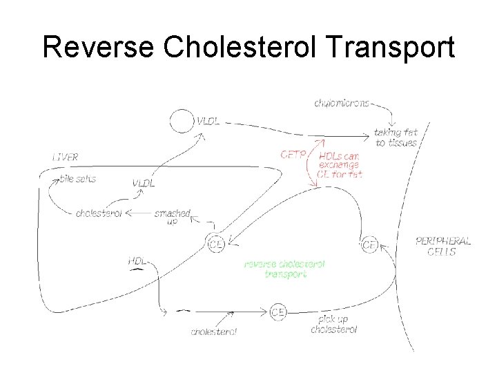 Reverse Cholesterol Transport 