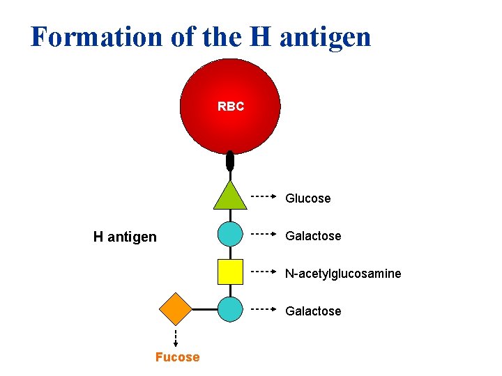 Formation of the H antigen RBC Glucose H antigen Galactose N-acetylglucosamine Galactose Fucose 